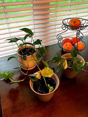 Philodendron Part 2